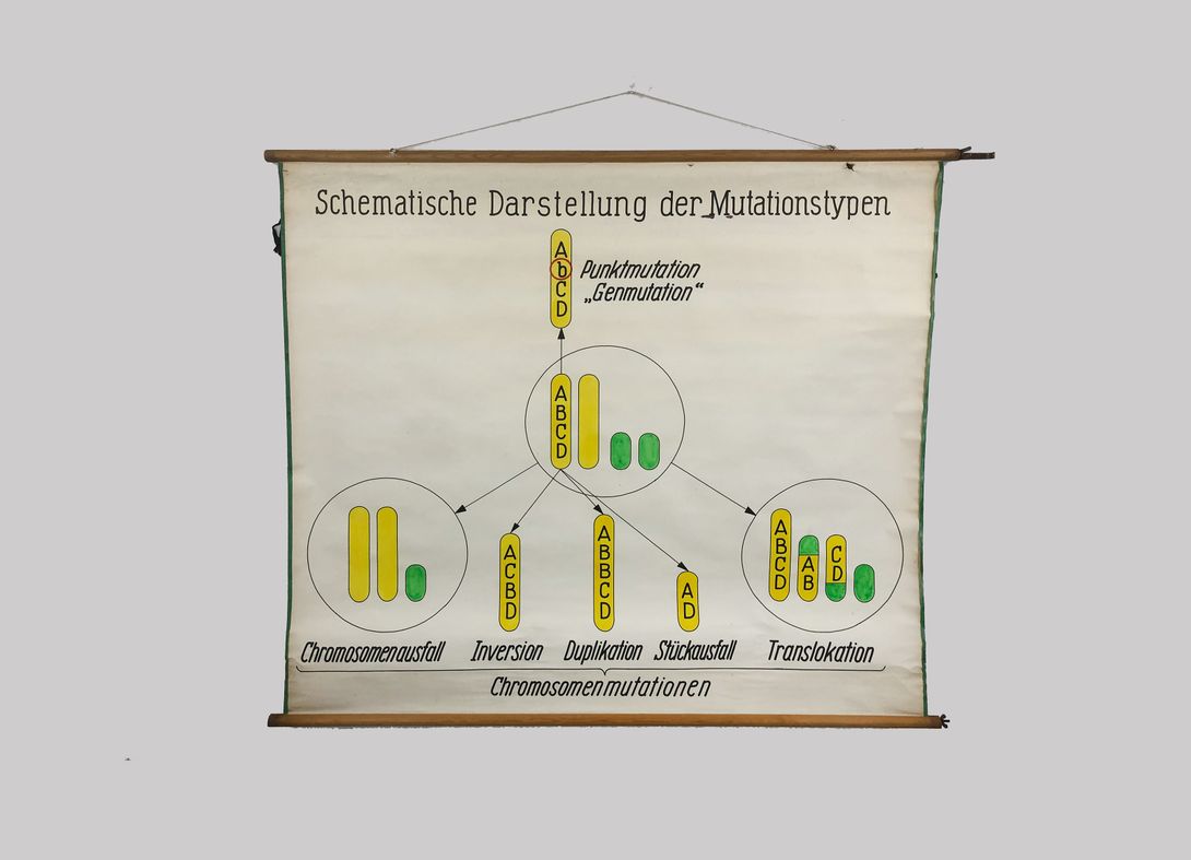 Foto Medical University Chart Mutationstypen h144x165