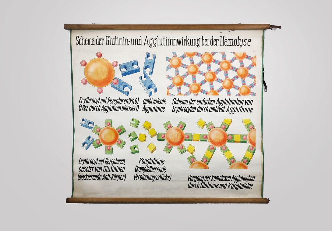 Foto Medical University Chart Hämolyse h138x172