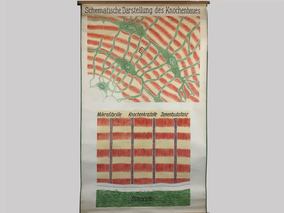 Foto Medical University Chart Knochenbau h243x150