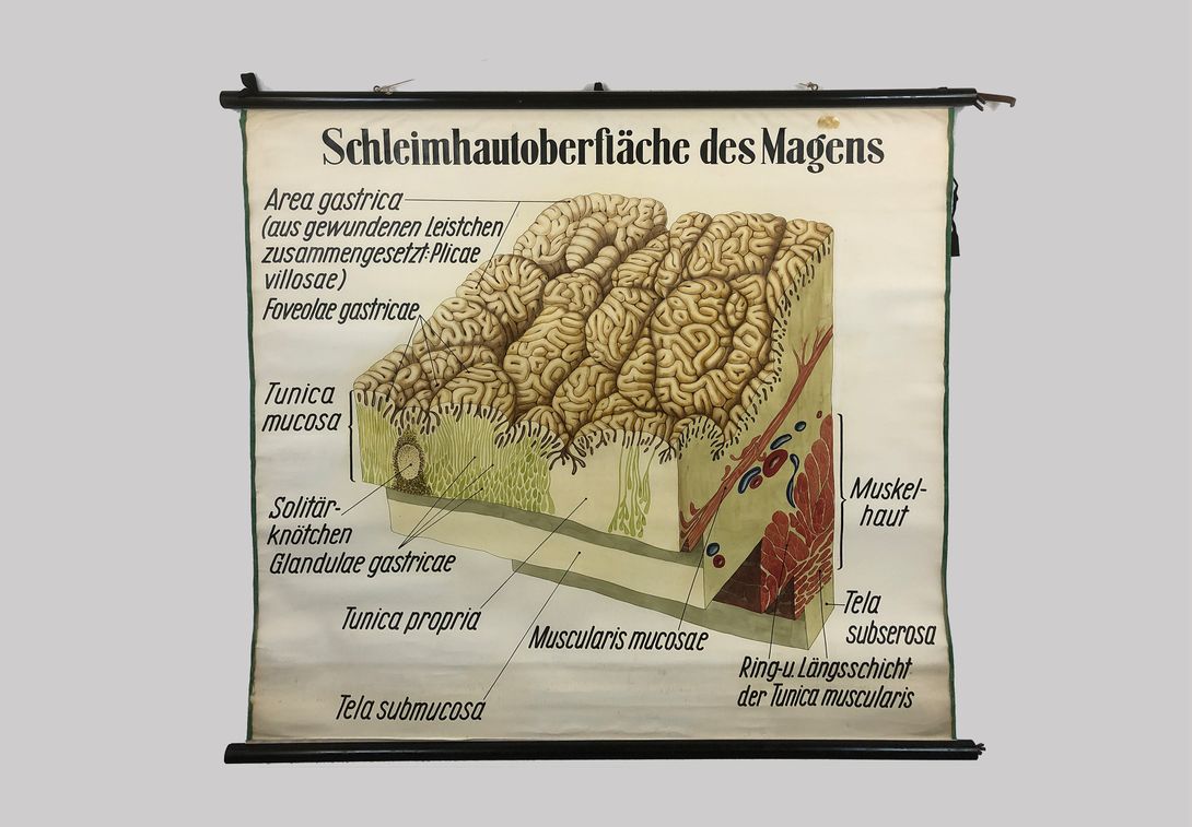 Foto Medical University Chart Magen h149x160