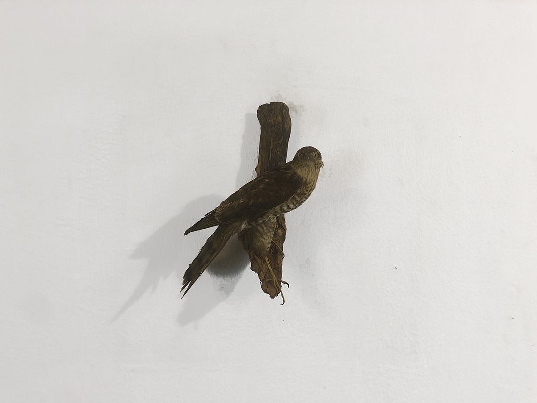 Foto Forest Bird