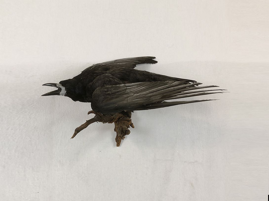 Foto Crow Taxidermy on Wood