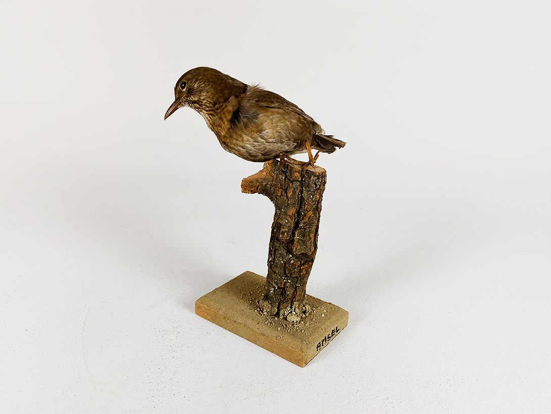 Foto Blackbird on a Branch, Germany h25x8x14