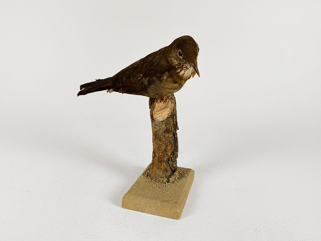 Foto Blackbird on a Branch, Germany h25x8x14