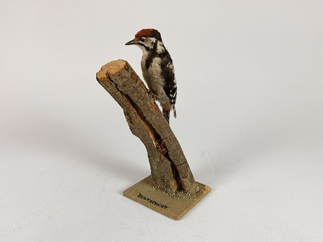 Foto Great Spotted Woodpecker h32x12x12