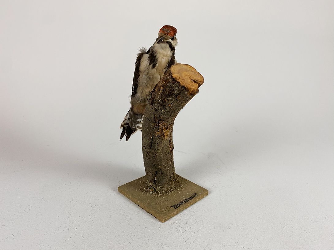 Foto Great Spotted Woodpecker h32x12x12
