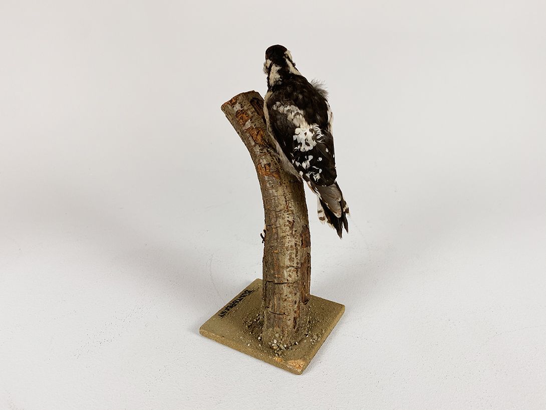 Foto Great Spotted Woodpecker h32x12x12