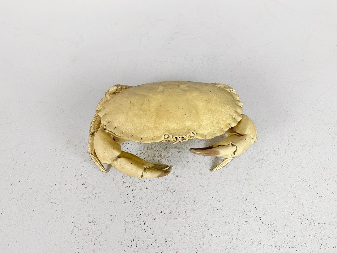Foto Yellow Crab Imitation h8x19x12