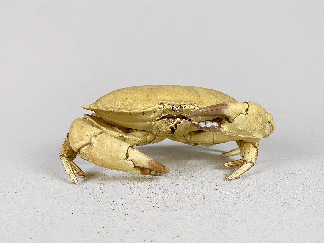 Foto Yellow Crab Imitation h8x19x12