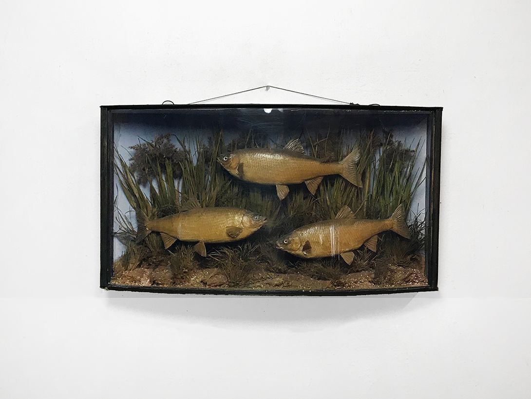Foto Large Panopticon of Fish Underwater