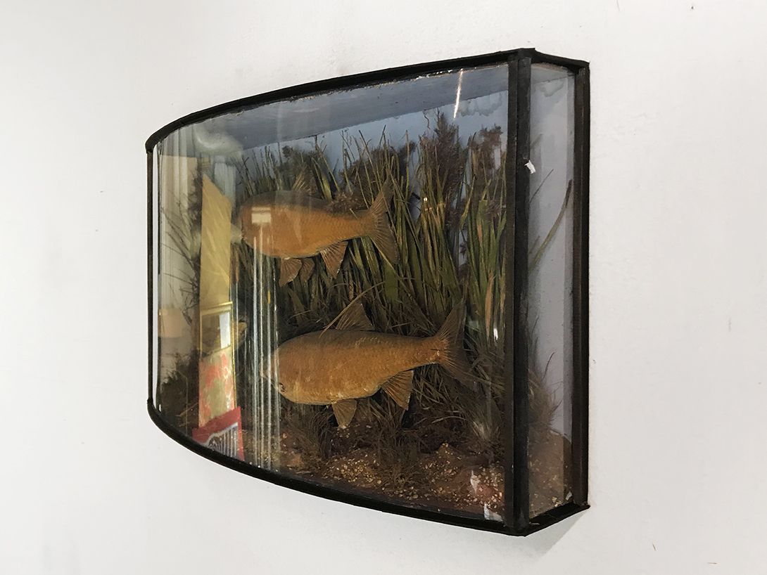 Foto Large Panopticon of Fish Underwater