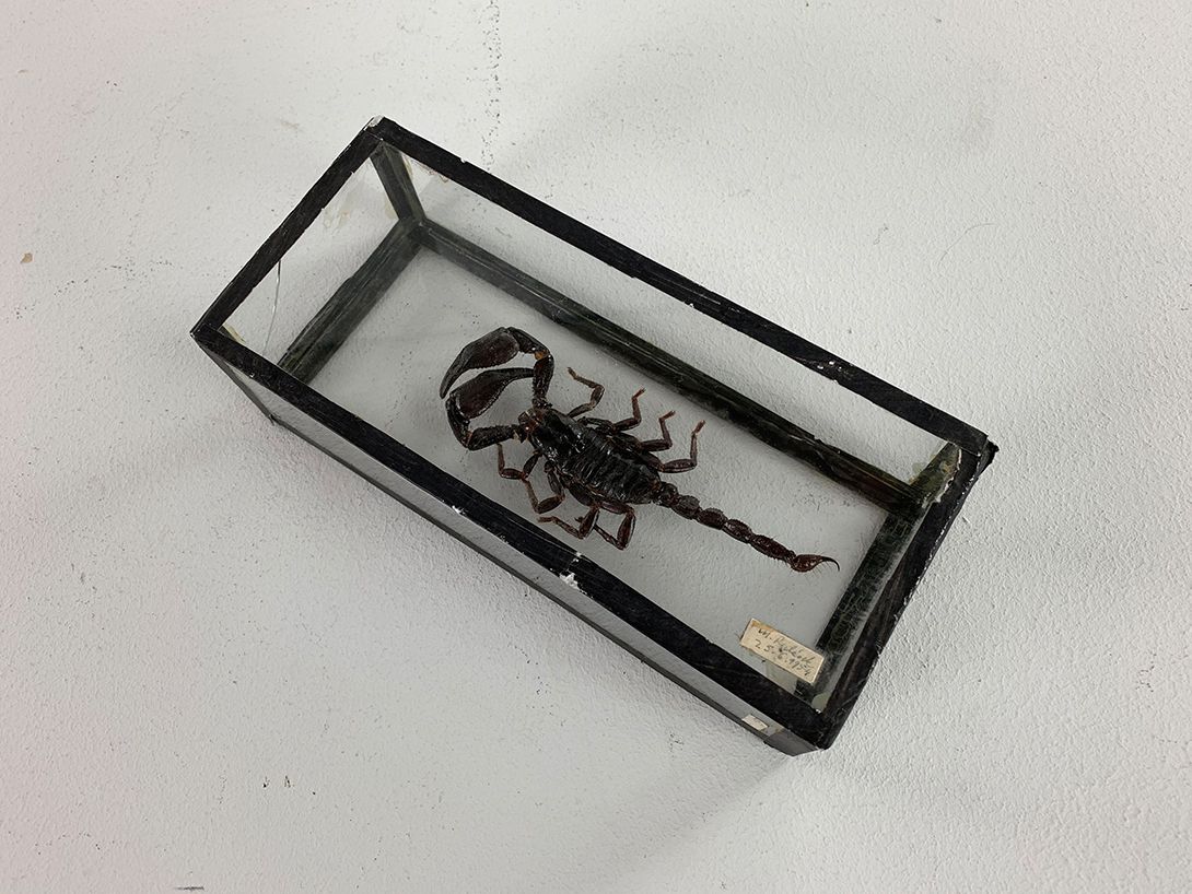 Foto Small Scorpion Display h19x8x5