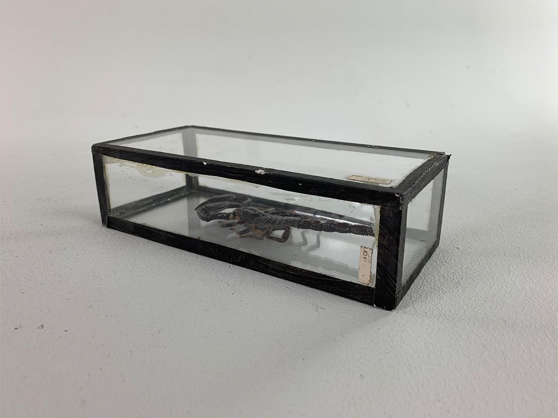 Foto Small Scorpion Display h19x8x5