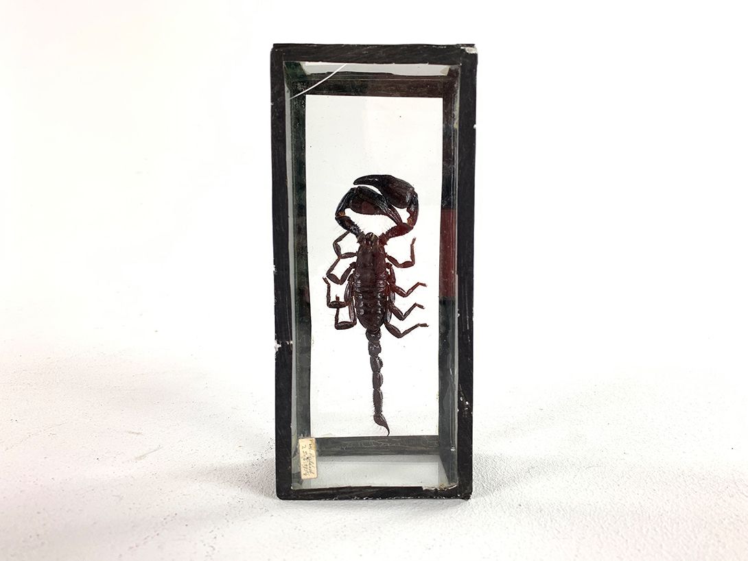Foto Small Scorpion Display h19x8x5