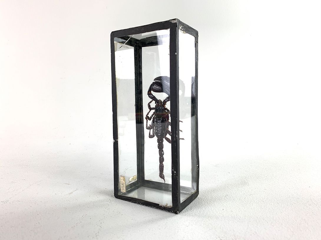 Foto Small Scorpion Display h19x8x5