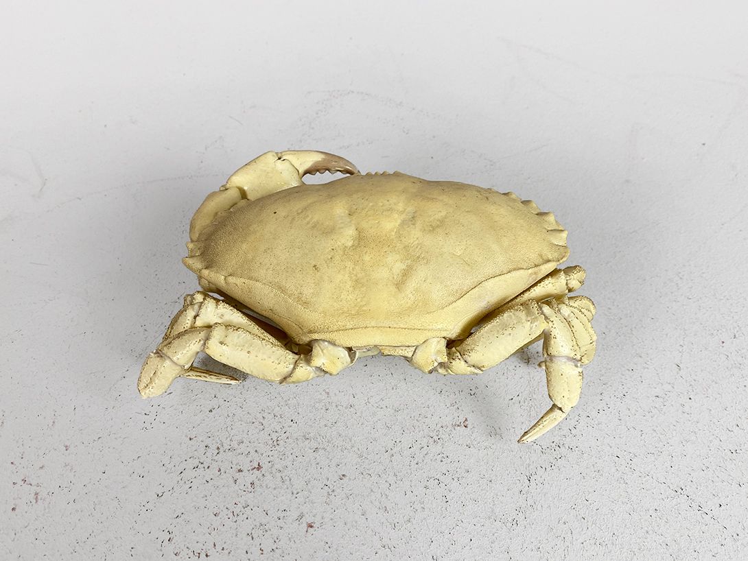 Foto Yellow Crab Imitation h8x19x12