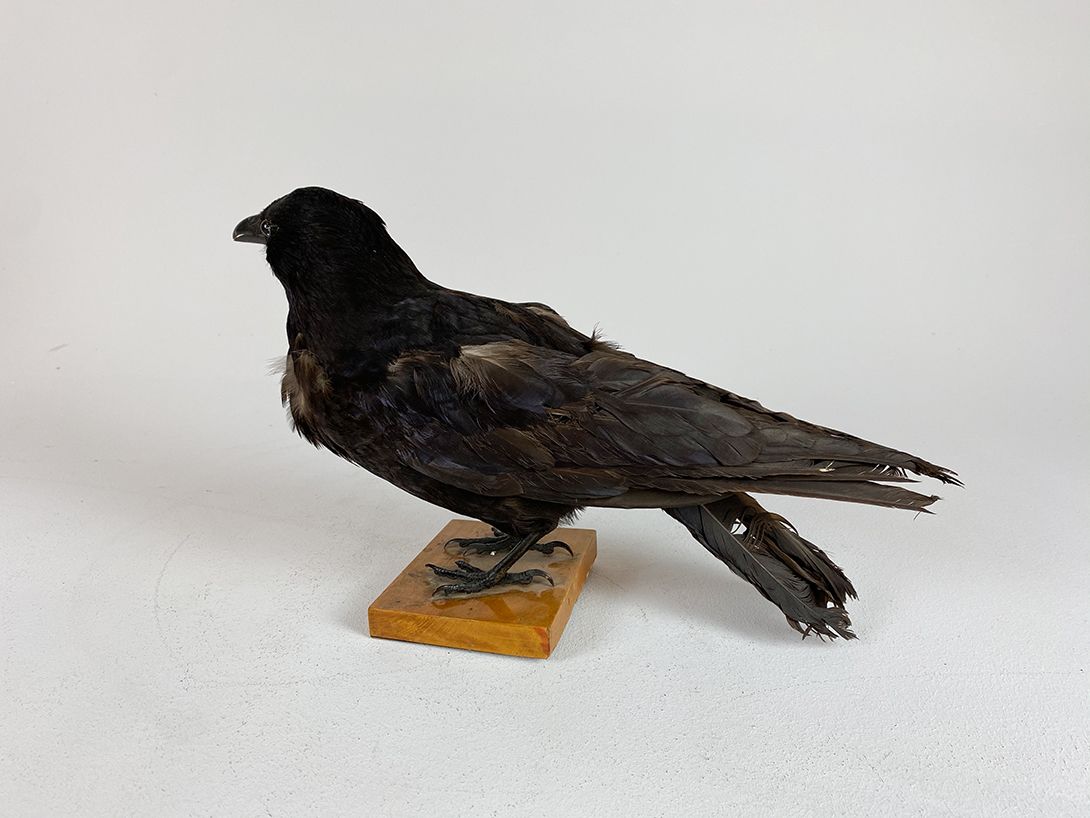 Foto Crow  Disheveled h25x13x37