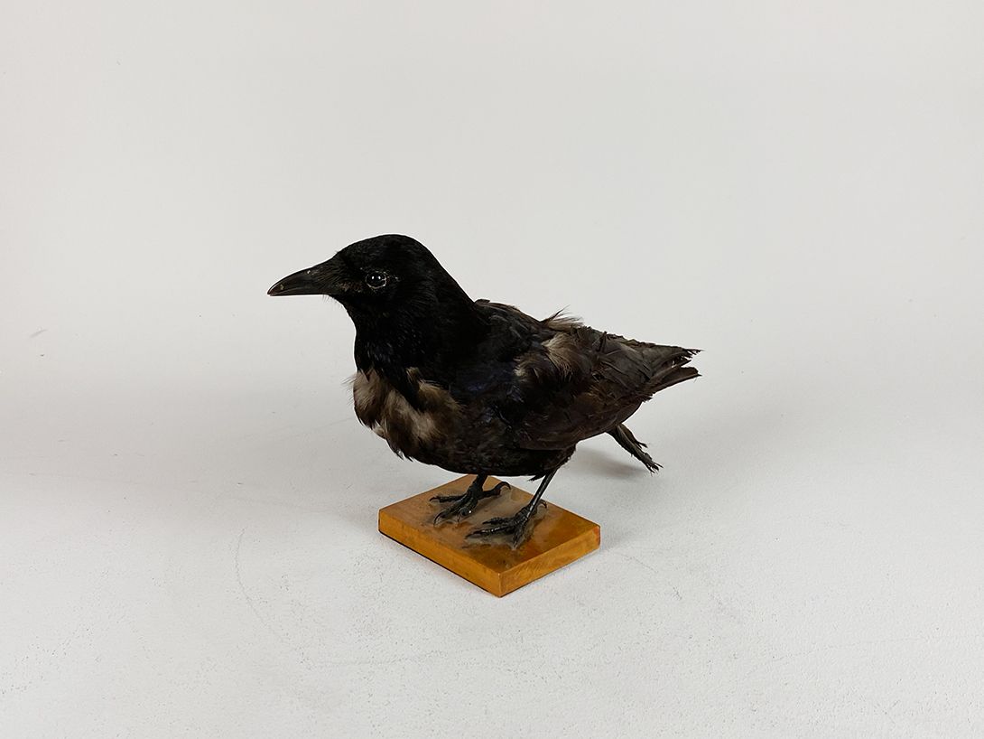 Foto Crow  Disheveled h25x13x37