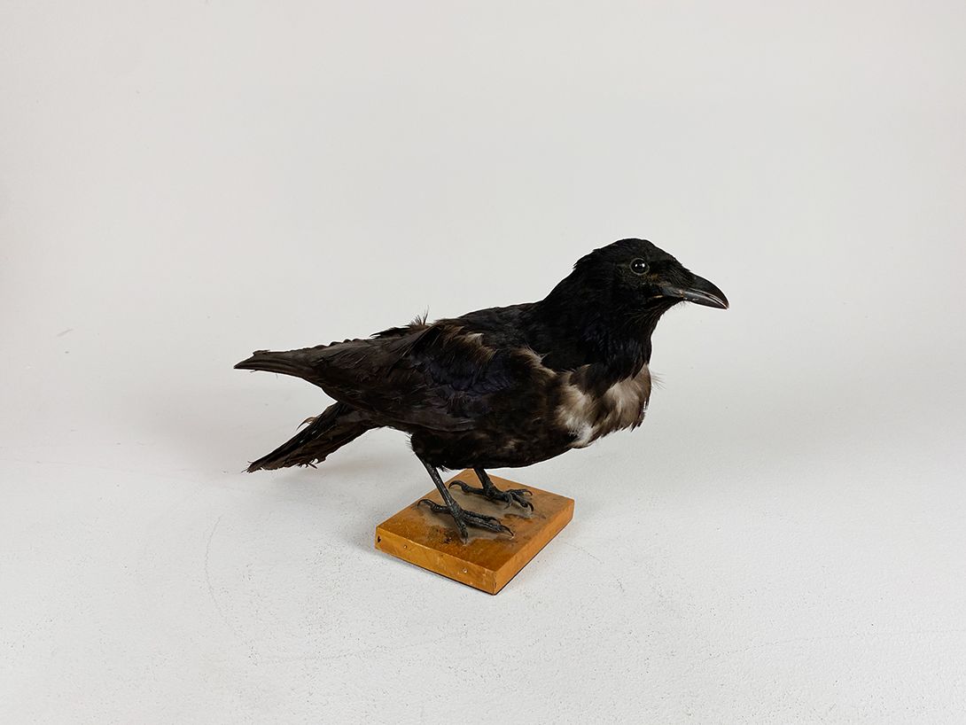Foto Crow  Disheveled h25x13x37