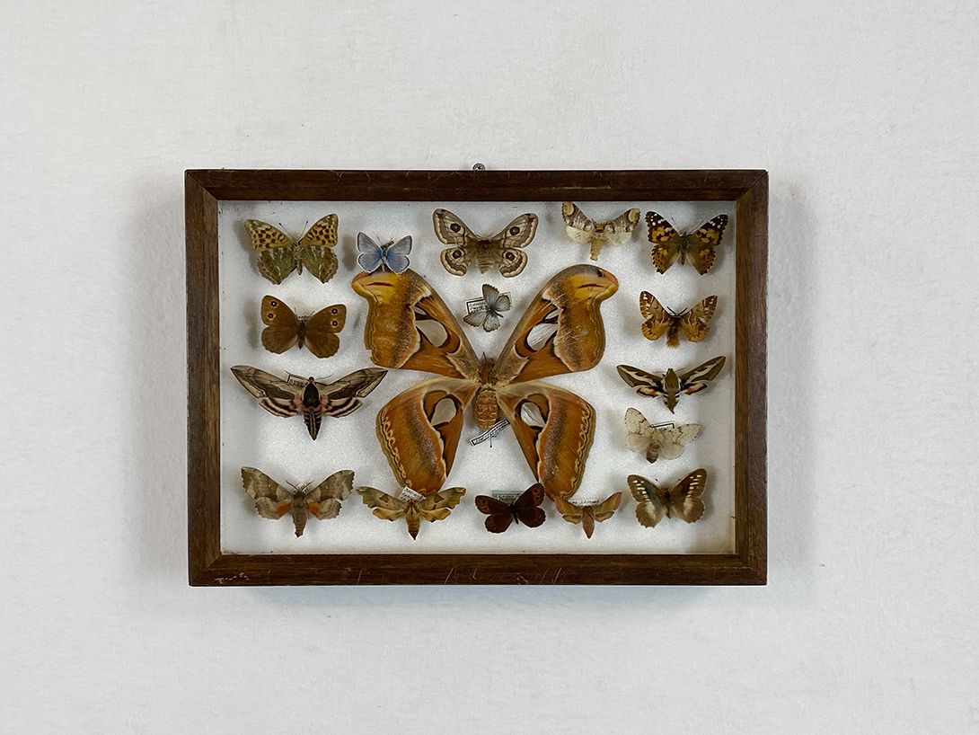 Foto Butterfly Diorama h25 18A22