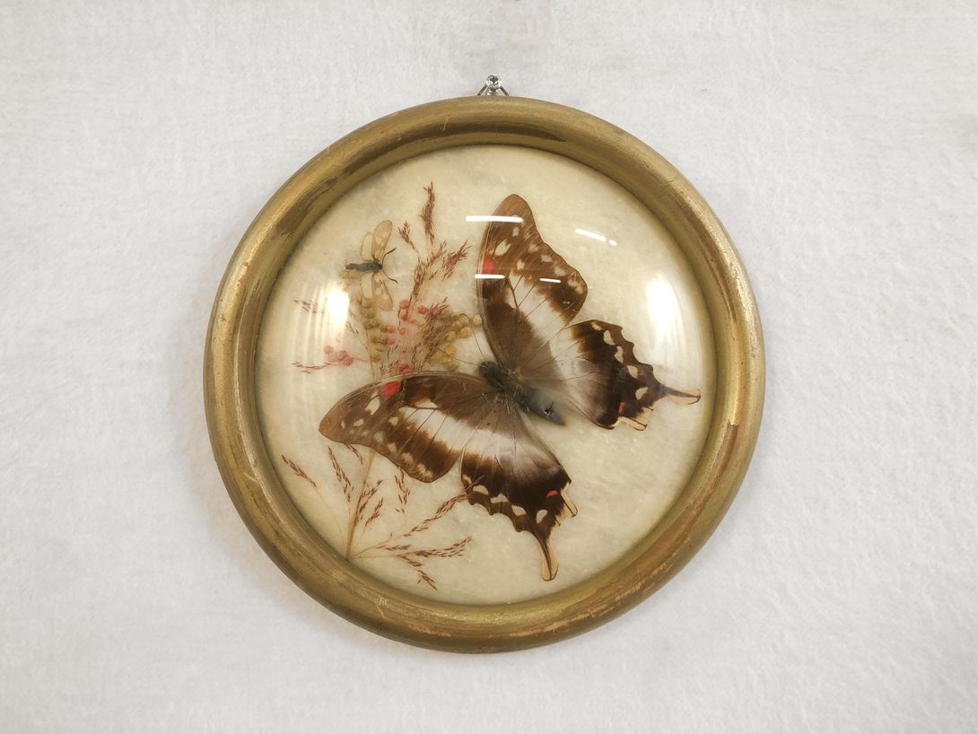 Foto Dried Butterfly in Round Golden Frame 18A18 ø20