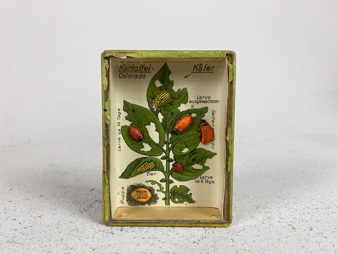 Foto Colorado Bug Diorama for School h9x7x2