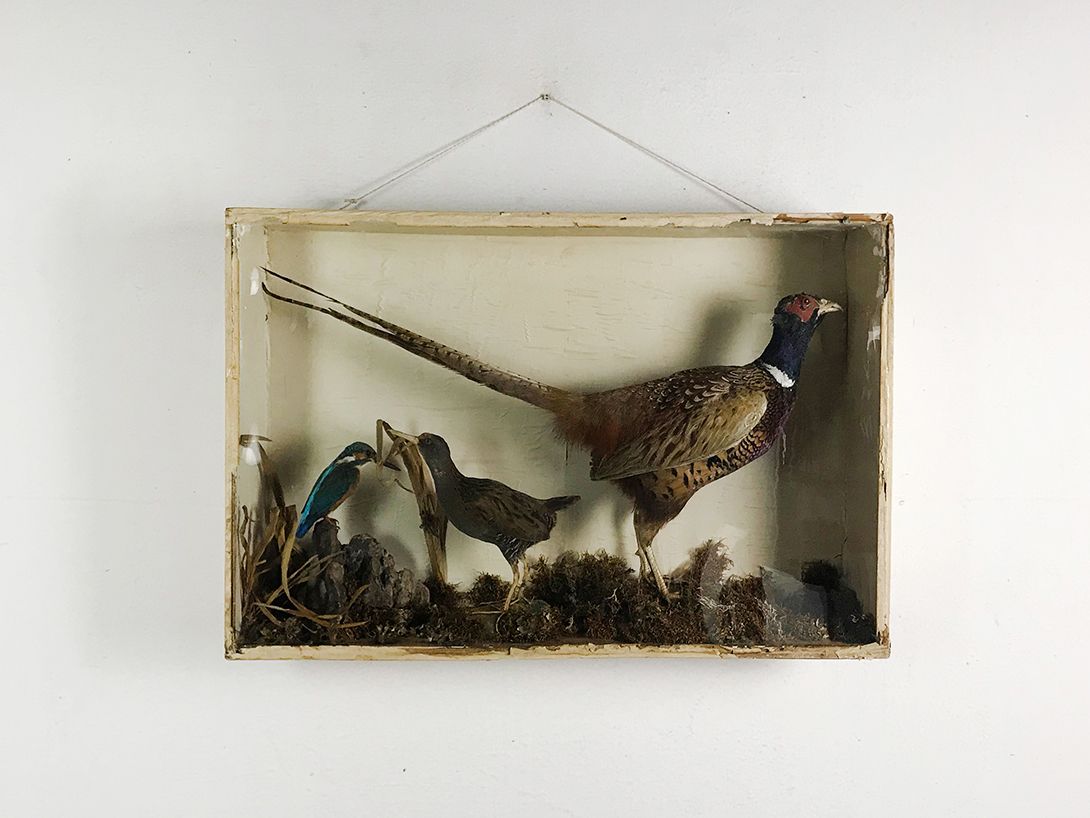 Foto Hanging Diorama of Birds h48x78x17
