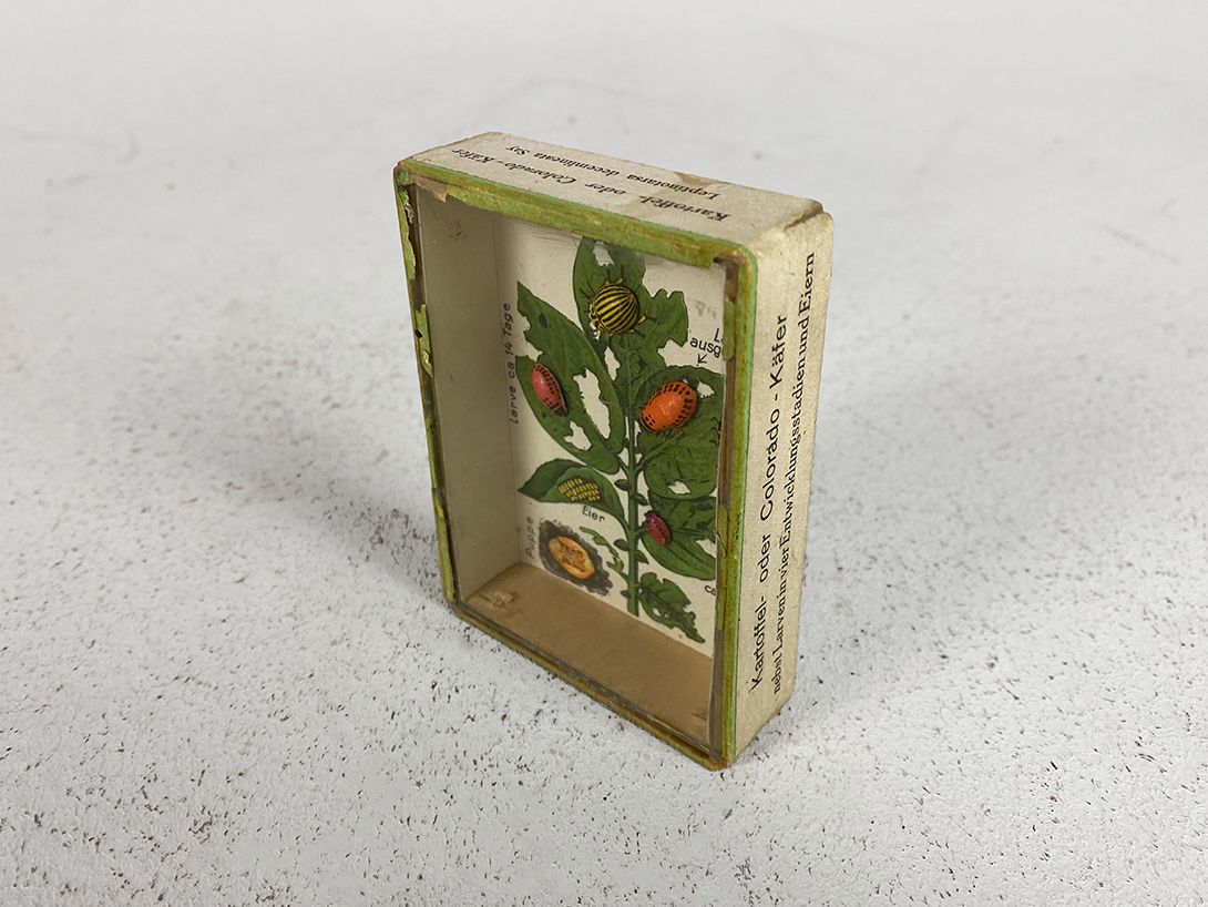 Foto Colorado Bug Diorama for School h9x7x2