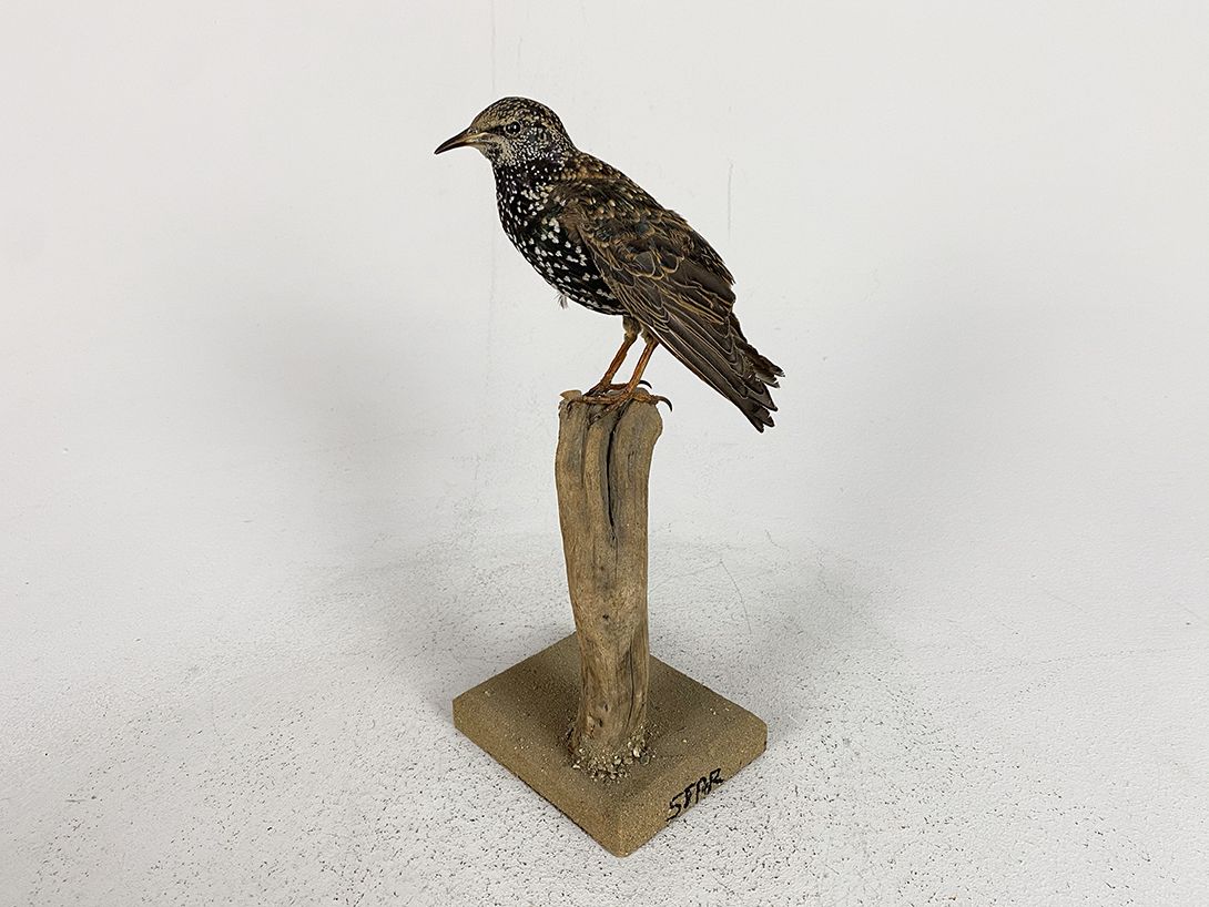 Foto German Starling h28x11x9