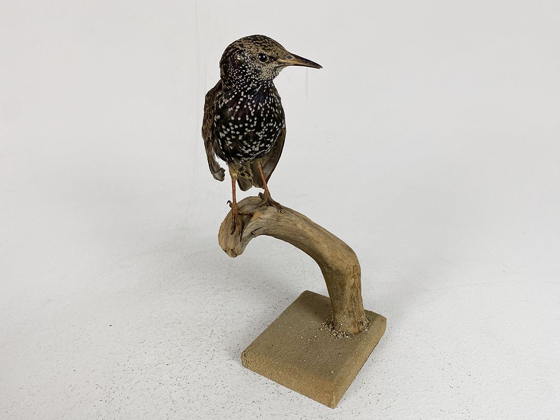 Foto German Starling h28x11x9