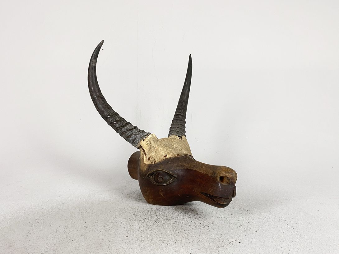 Foto Horns on Wooden Head h24x13x30