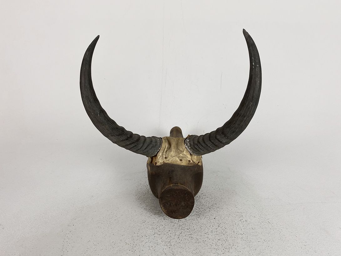 Foto Horns on Wooden Head h24x13x30