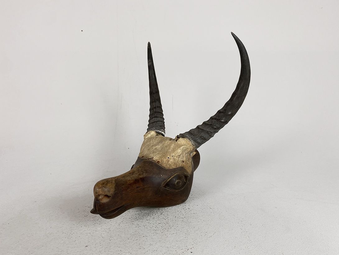 Foto Horns on Wooden Head h24x13x30