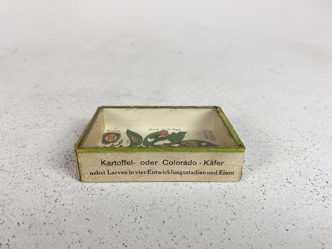 Foto Colorado Bug Diorama for School h9x7x2