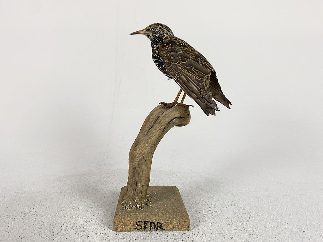 Foto German Starling h28x11x9