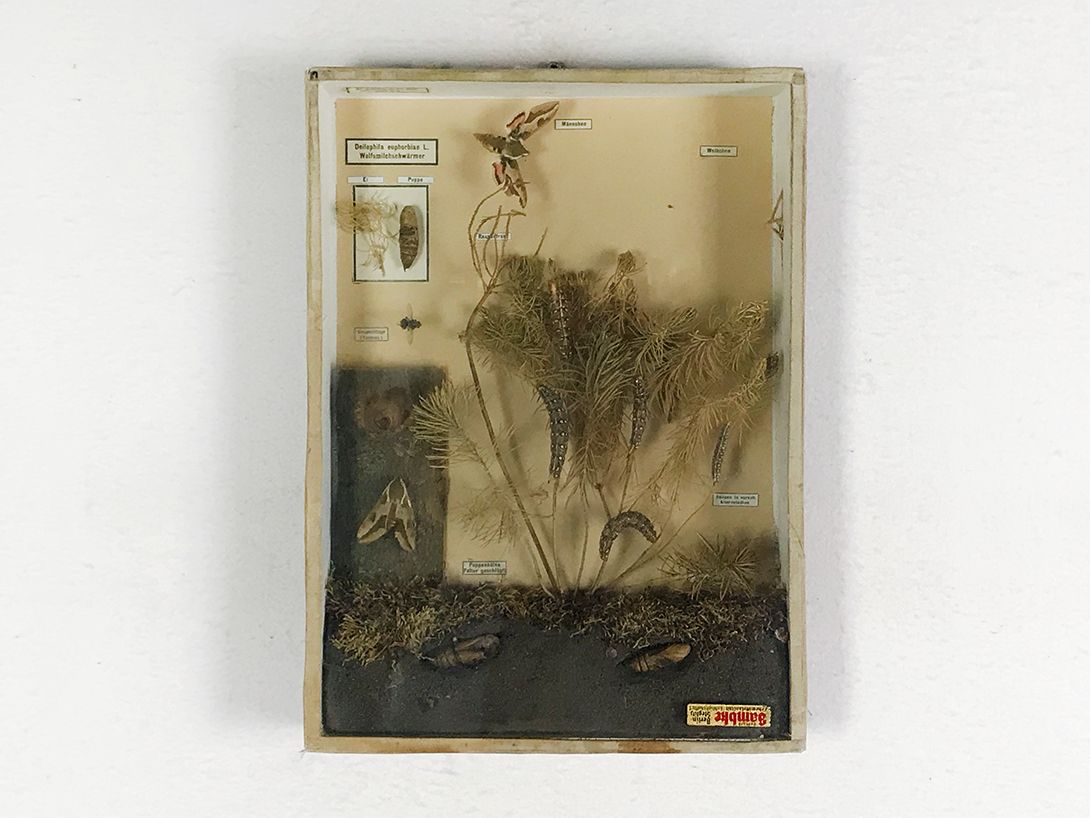 Foto Diorama of Insects, Germany h33x24x5