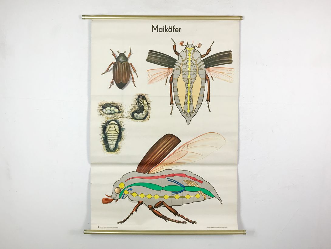 Foto Maikäfer, School Chart of a Beetle h115x87 10023