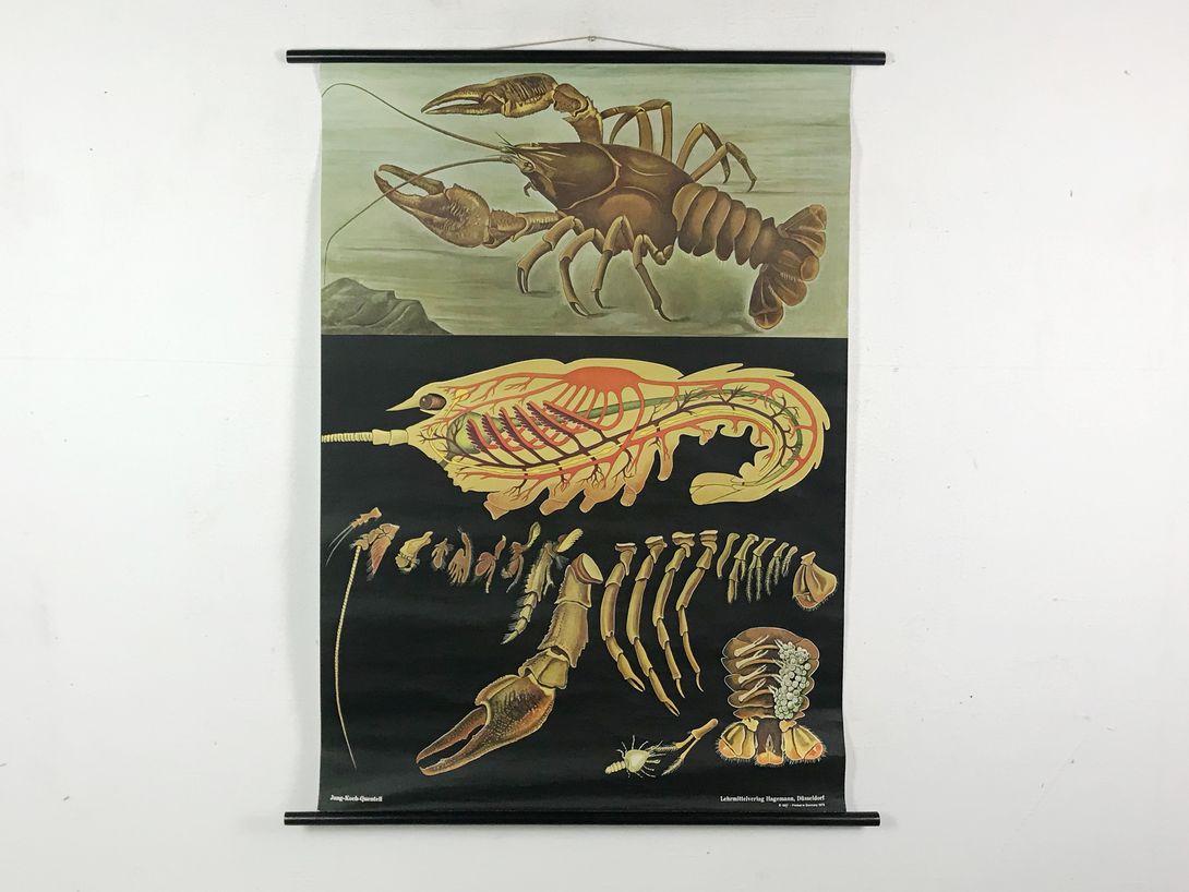 Foto School Chart of a Crawfish h116x92 10019
