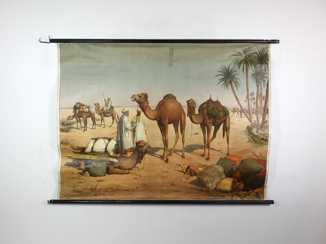 Foto Camels in the Desert h117x175 20005