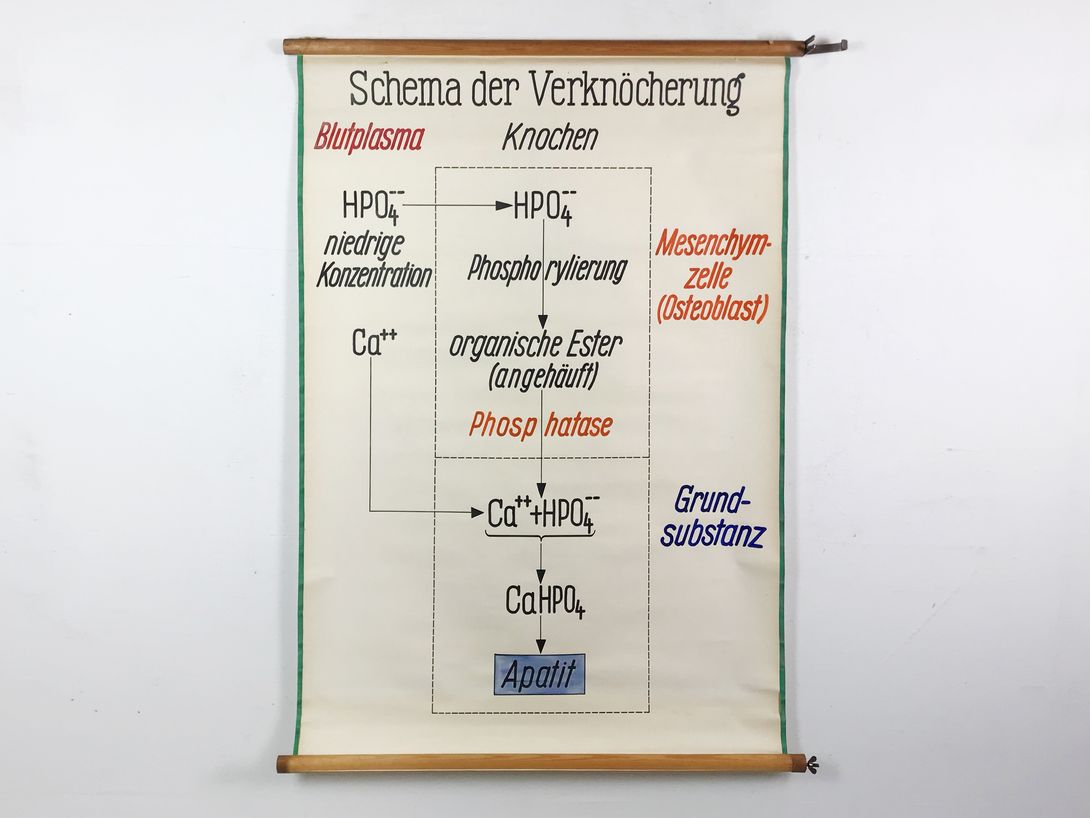 Foto Medical University Chart Verknöcherung h130x100 10021