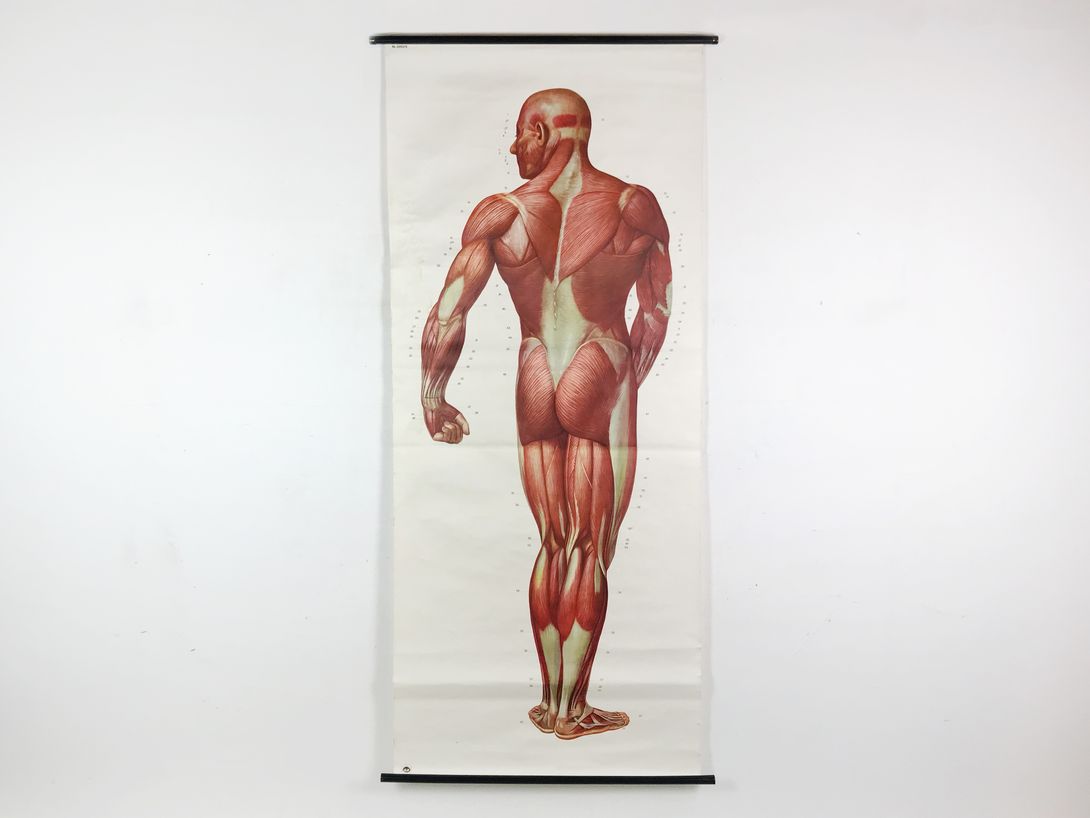 Foto Lifesize Muscle Male, Medical School Chart h200x87 10020
