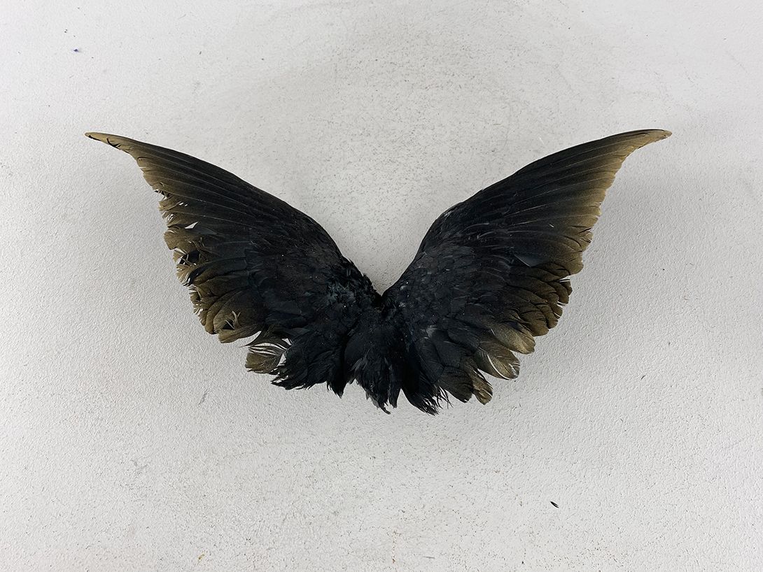 Foto Black Colored Bird Wing with Golden Contour