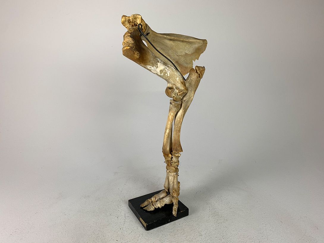 Foto Biological Model Skeleton Leg h50