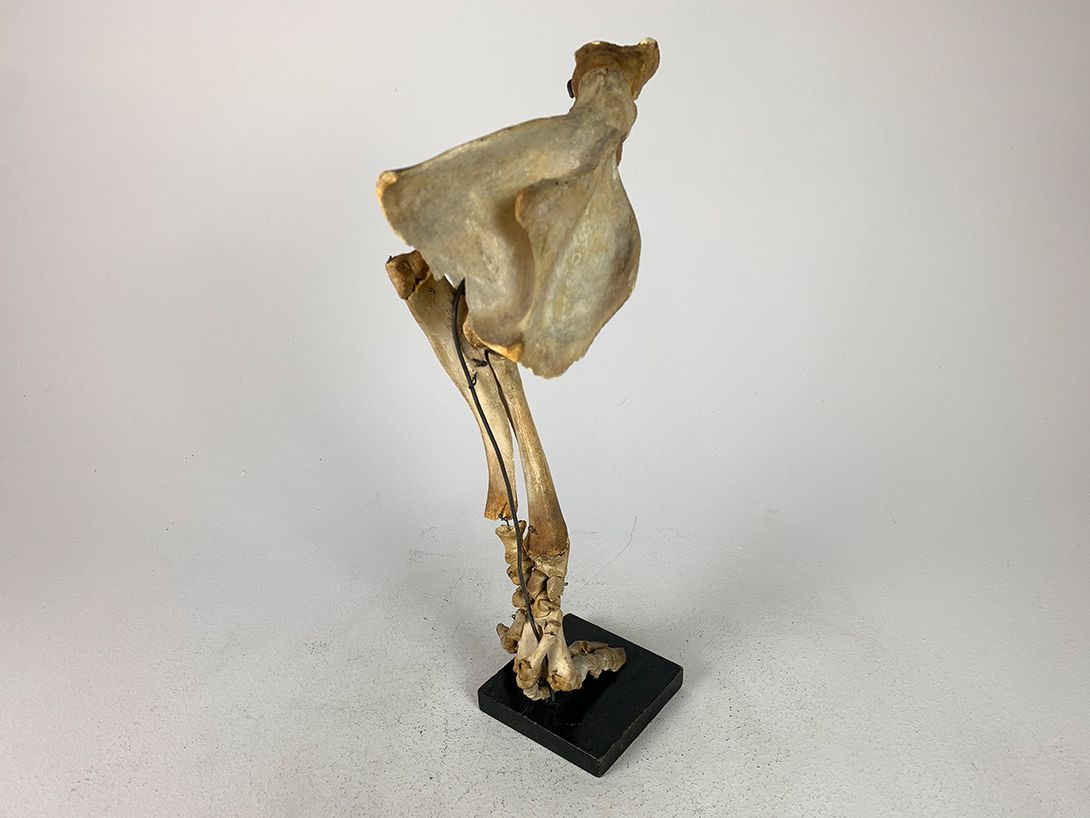 Foto Biological Model Skeleton Leg h50