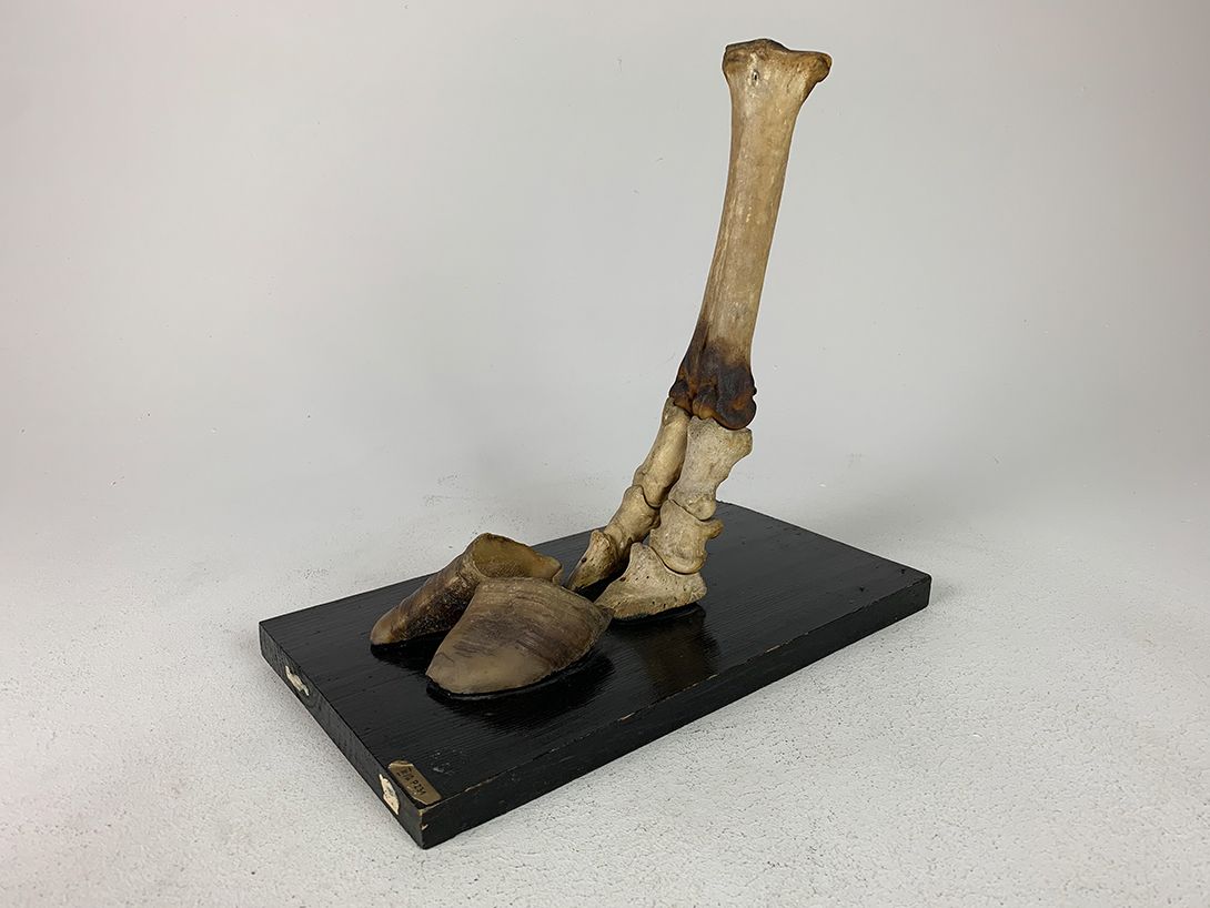 Foto Biological Model Skeleton Foot with Hooves h33