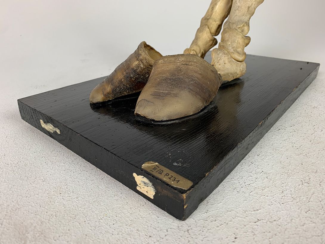 Foto Biological Model Skeleton Foot with Hooves h33