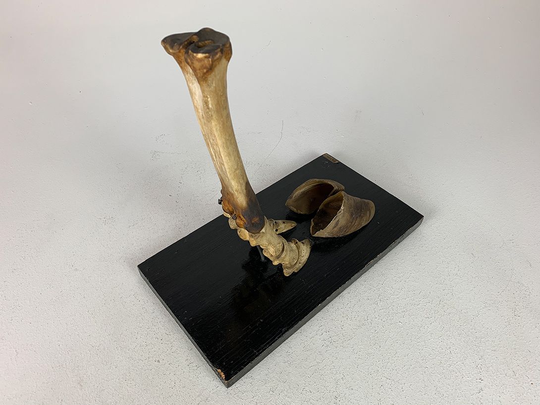 Foto Biological Model Skeleton Foot with Hooves h33