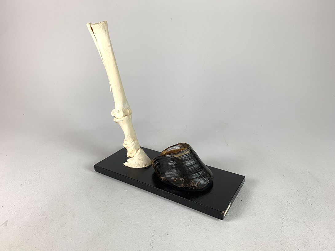 Foto Horse Bone with Hoof h36