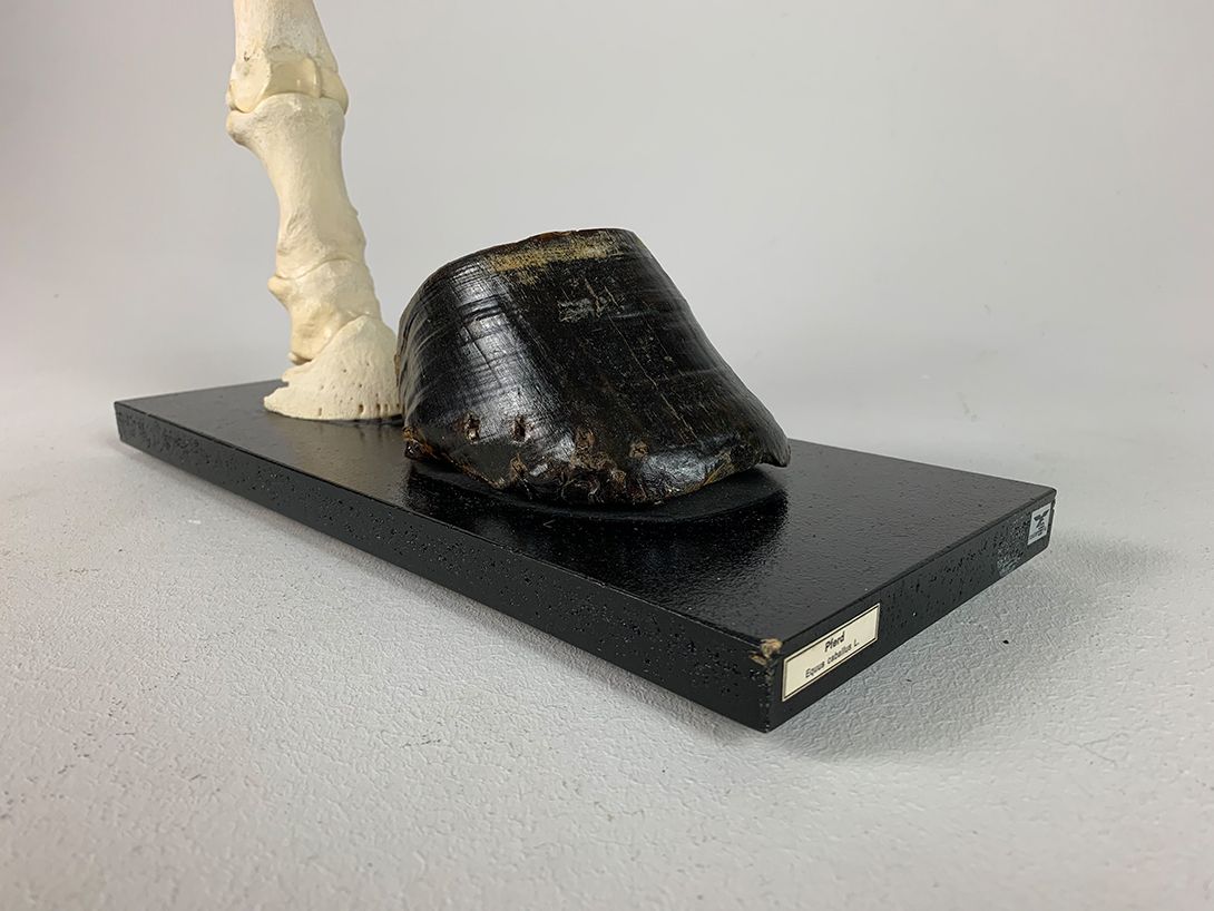 Foto Horse Bone with Hoof h36