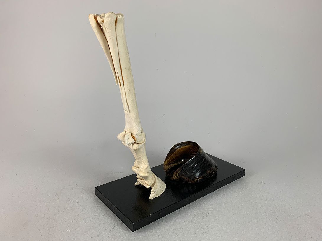 Foto Horse Bone with Hoof h36